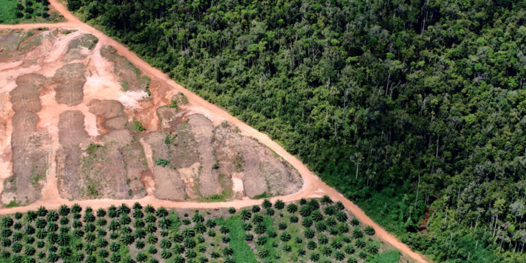 Vista aérea de floresta tropical cortada por estrada e exploração agrícola.