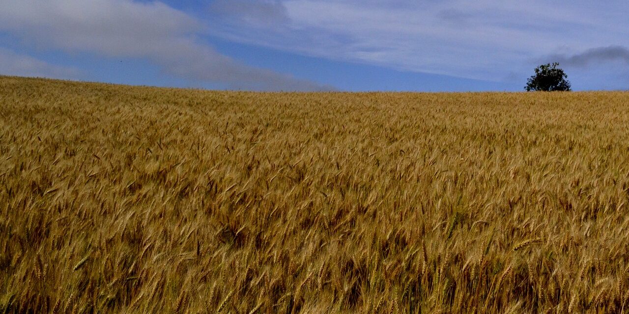 Campos de trigo Campos de trigo